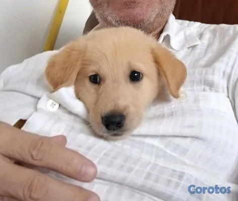 animales y mascotas - Lindos y juguetones  Golden Retriever esperando ser parte de tu casa  3
