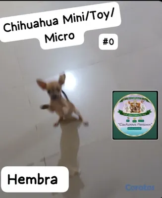 animales y mascotas - Chihuahua Mini/Toy/Micro 2
