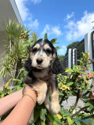 animales y mascotas - OFERTA CACHORRO COCKER SPANIEL AMBOS SEXO UB 2