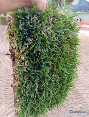 herramientas, jardines y exterior - Vendo todos tipos de paletas de zacate.

San Agustín 
Bermuda.
Zoysia.
 19