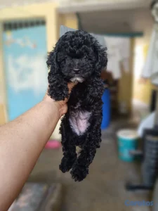 OFERTA CACHORRO POODLE TOY HEMBRA UBICADA EN SANTO