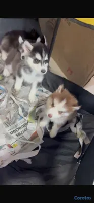 animales y mascotas - Cachorros Huskie y Pomerania dé venta 6