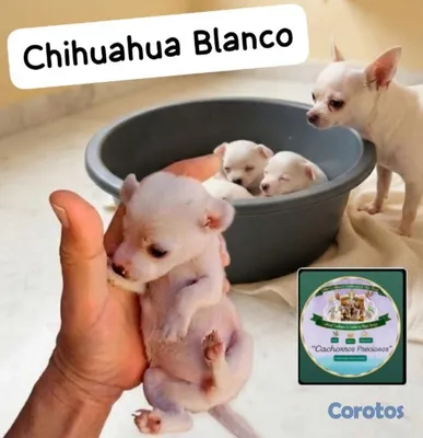 animales y mascotas - Chihuahua Mini Blanco 3