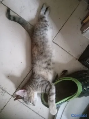 animales y mascotas - Gatita cazadora profesionañ 3