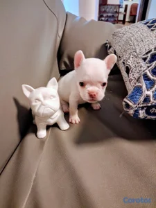 OFERTA CACHORRO BULLDOG HEMBRA UBICADO EN SANTO DOMINGO Y 