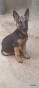 OFERTA CACHORRO PASTOR ALEMAN MACHO EN UBICADO EN 