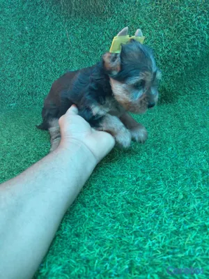 animales y mascotas - Yorky  2