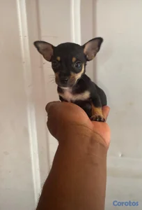 OFERTA CACHORRO CHIHUAHUA HEMBRA UBICADO EN SANTO 