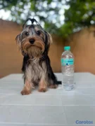 animales y mascotas - Yorkie
