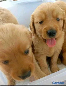 hermosos cachorritos de golden retriever 