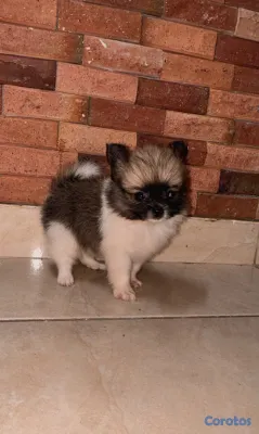 animales y mascotas - adorables cachorros pomerania macho  2