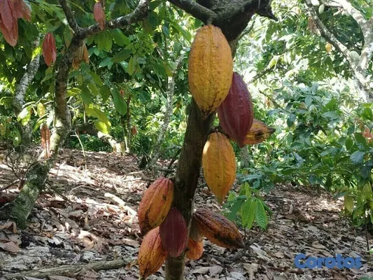 solares y terrenos - Se Vende finca de Cacao en San Fco. De Macoris
 3