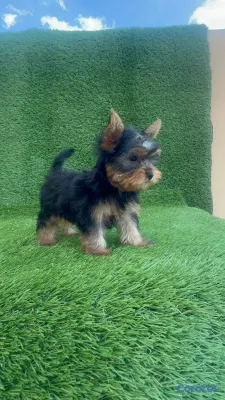 animales y mascotas - Cachorro Yorkie Mini 3