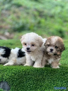 hermosos cachorritos shipoo toy 