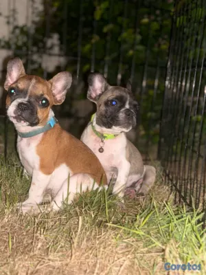 animales y mascotas - bulldog francés pied en venta  2