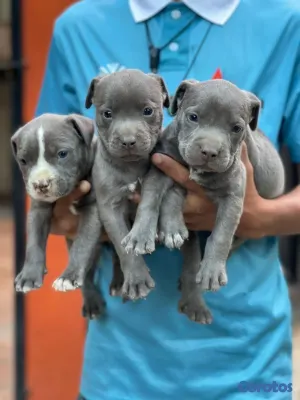 animales y mascotas - pitbull 3