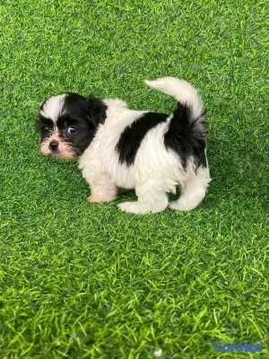 animales y mascotas - hermosos cachorritos de shipoo toy  4