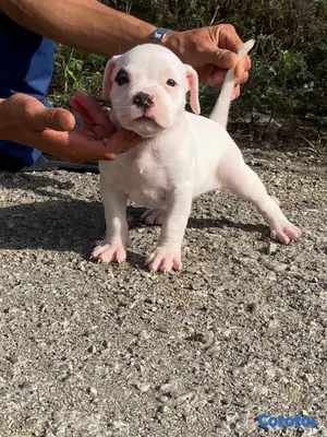 animales y mascotas - Pitbull 6