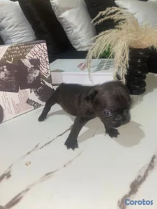 OFERTA CACHORRO BULLDOG FRANCES MACHO EN UBICADO E