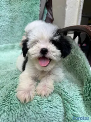 animales y mascotas - shipoo 4