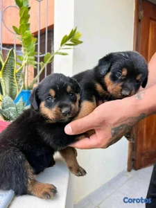 Hermosos cachorritos de Rottwailer 