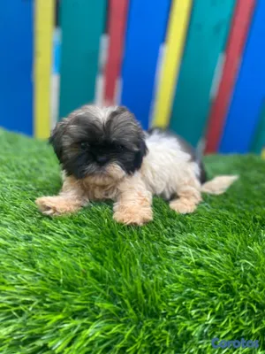 animales y mascotas - Pekines  2