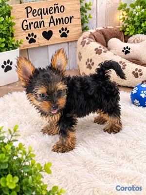 animales y mascotas - Yorkies (Yorkshire Terrier) 8