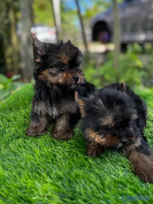 animales y mascotas - Yorkie mini 2