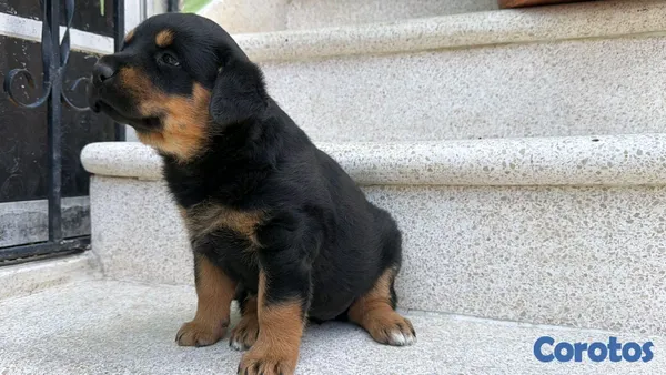 animales y mascotas - hermosos Cachorros de Rottwailer  5