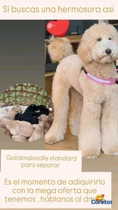 hermosos Cachorros golden doodle