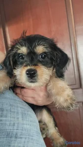 Cachorro Schnauzer Mini (HEMBRA)