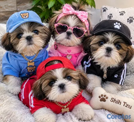 animales y mascotas - camada cachorros shih tzu %100% puro padres presente 10