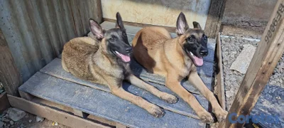 Pastor Belga Malinois
