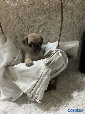 animales y mascotas - Pug  2