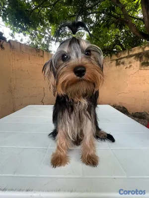 animales y mascotas - Yorkie 2