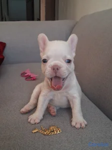 OFERTA CACHORRO BULLDOG HEMBRA BLANCA UBICADO EN S
