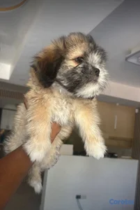 Shihpoo hembra y macho. Dog, pet, mascotas, cachor