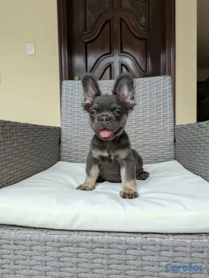 animales y mascotas - OFERTA EXOTICO CACHORRO BULLDOG FRANCÉS MACHO FLUFFY  2