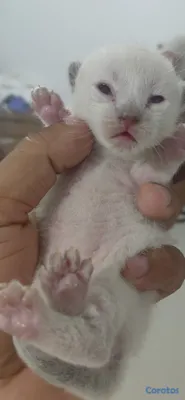 animales y mascotas - Gato siames 16 mil cada uno 2