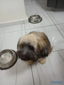 ESPECIAL CACHORRO SHIPOO MACHO EN UBICADO EN SANTO