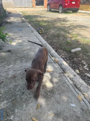 animales y mascotas - Pitbull Terrier  5