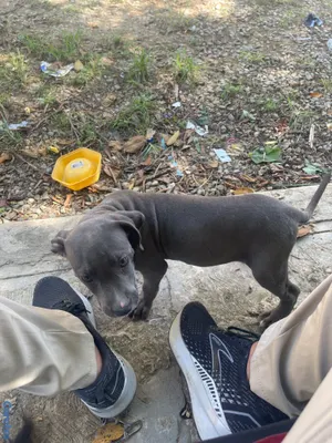 animales y mascotas - Pitbull Terrier  12