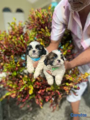 animales y mascotas - Cachorros Shipoo🐾🤍
Hembras y Machos 5