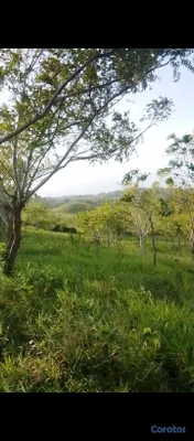 solares y terrenos - finca 236 tarea en cotui Sánchez Ramírez  3