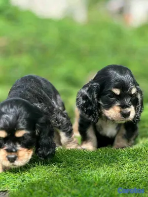 animales y mascotas - hermosos Cachorros Rottwailer ambos sexo 4