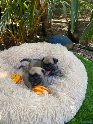 animales y mascotas - Cachorros Pugs
-Macho y Hembra 5