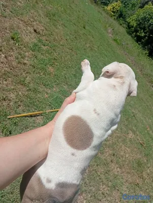 animales y mascotas - Cachorras Pitbull en venta  4