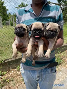Pug hembras y machos. Dog, pet, mascotas, cachorro