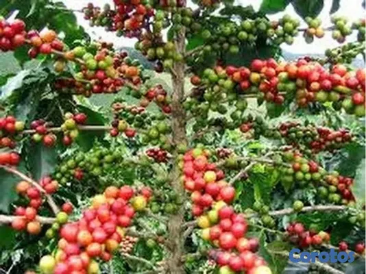 solares y terrenos - Vendo 6,000 Tareas Sembradas De Café 4
