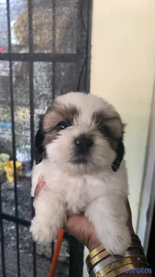 animales y mascotas - perrito shizut vacunado de tan solo un mes y una semana  5